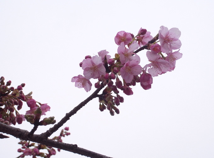 河津桜