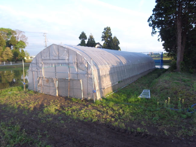 田植え