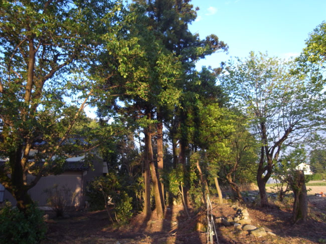 田植え